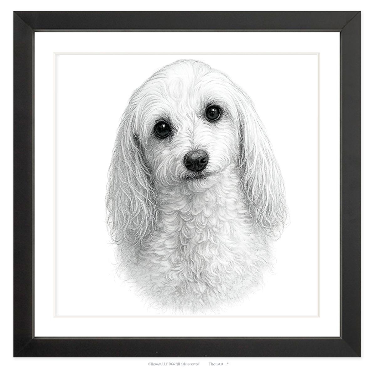 Maltipoo