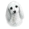 Maltipoo