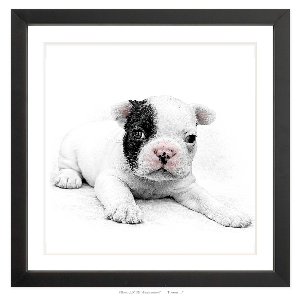 French Bulldog Puppy