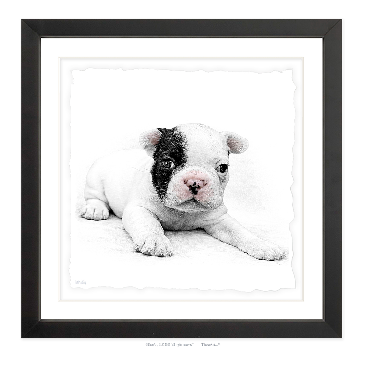 French Bulldog Puppy