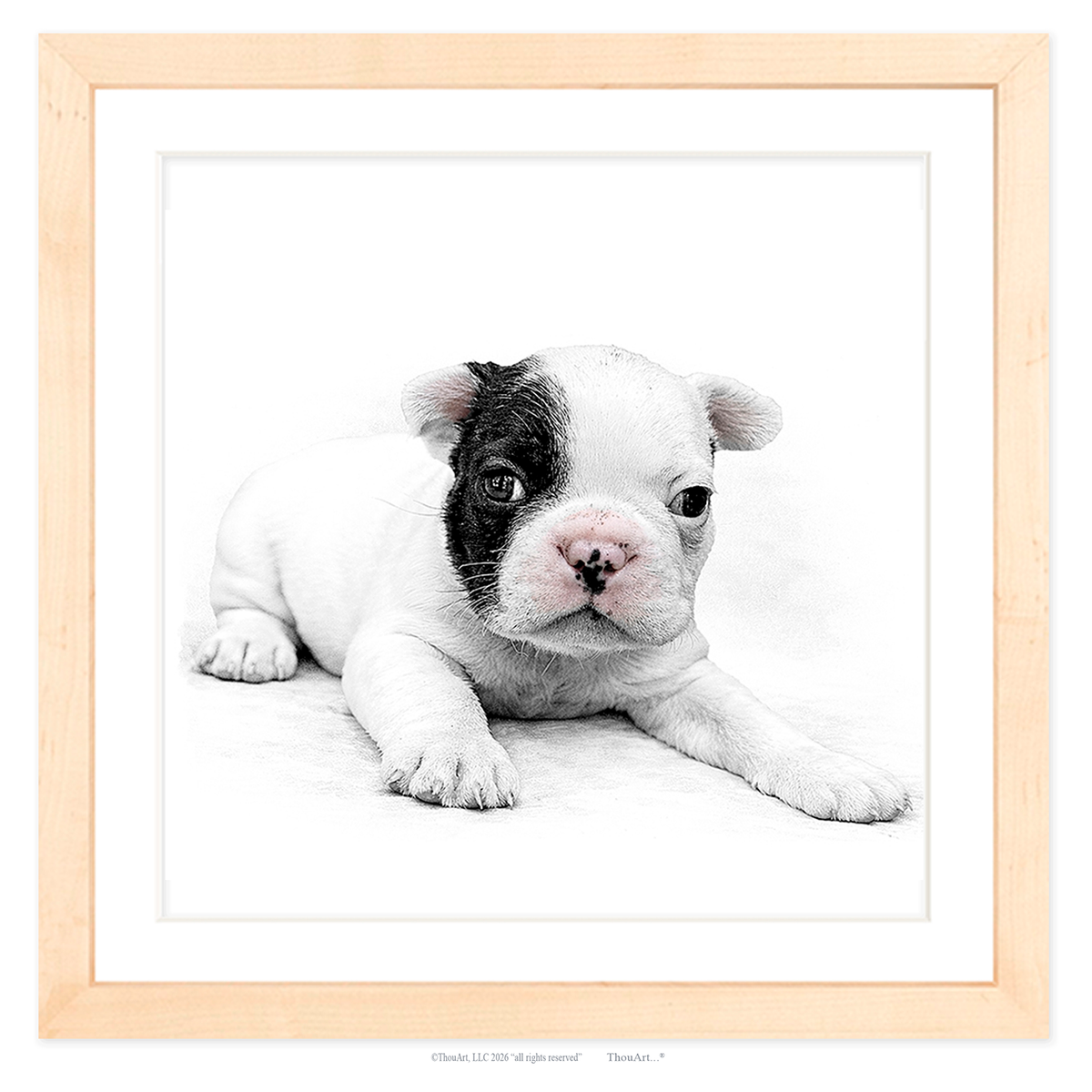 French Bulldog Puppy
