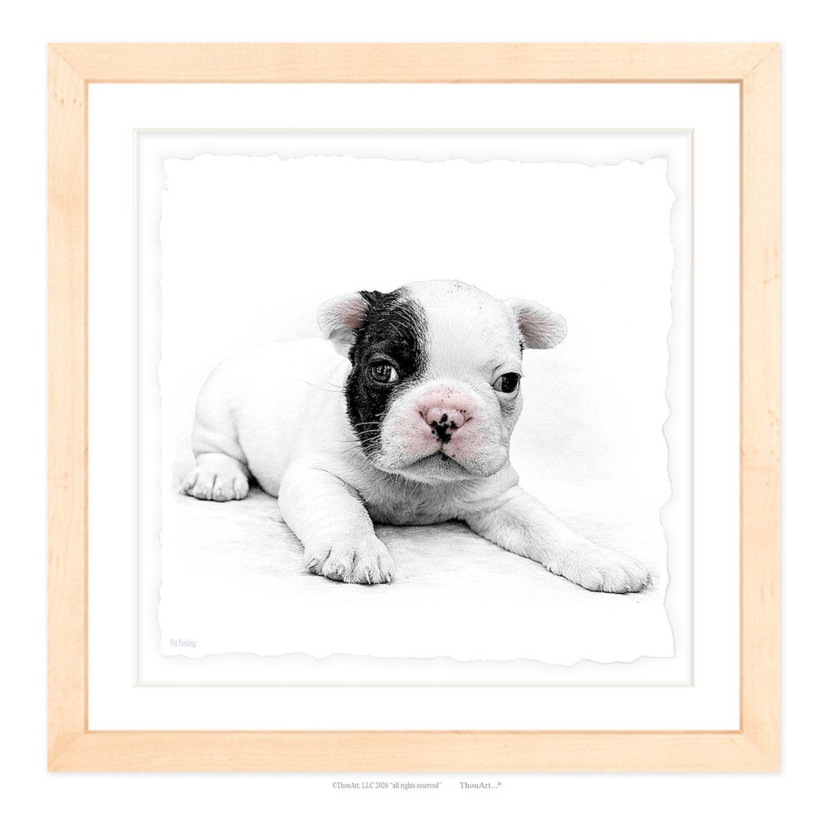 French Bulldog Puppy