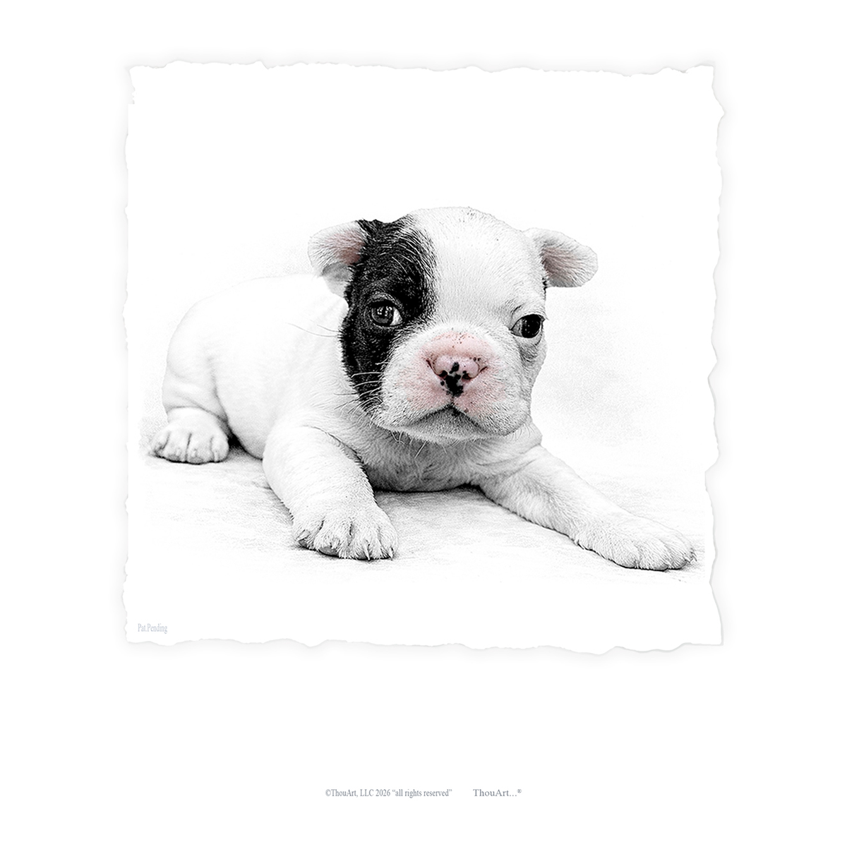French Bulldog Puppy