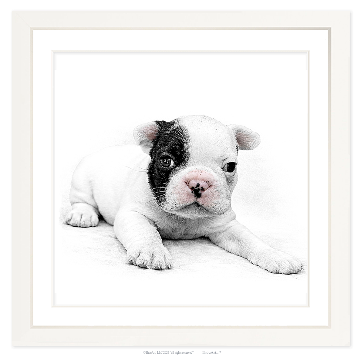 French Bulldog Puppy