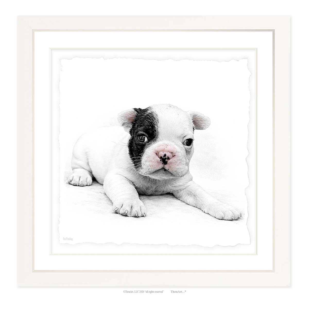 French Bulldog Puppy