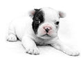 French Bulldog Puppy