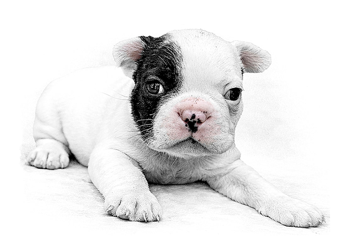 French Bulldog Puppy