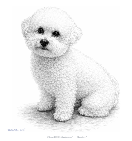 Bichon Frise from ThouArt...Pets TM