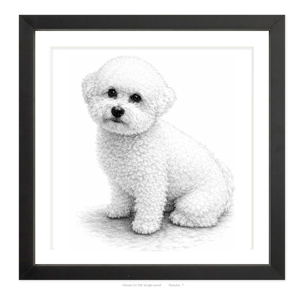 Bichon Frise
