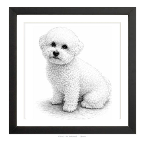 Bichon Frise