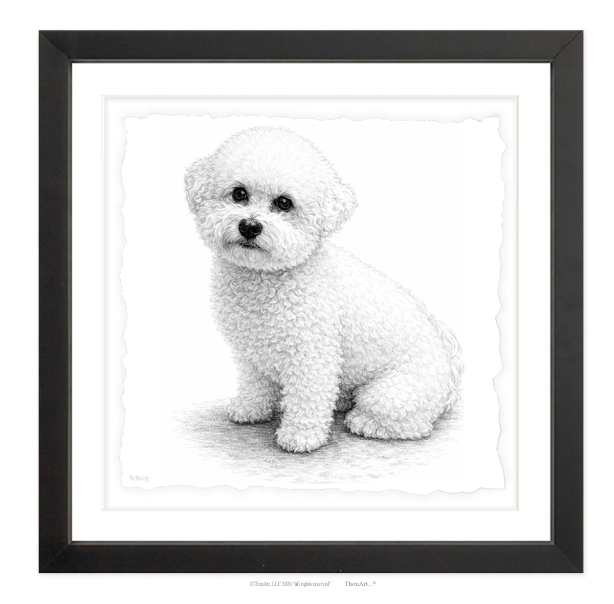 Bichon Frise