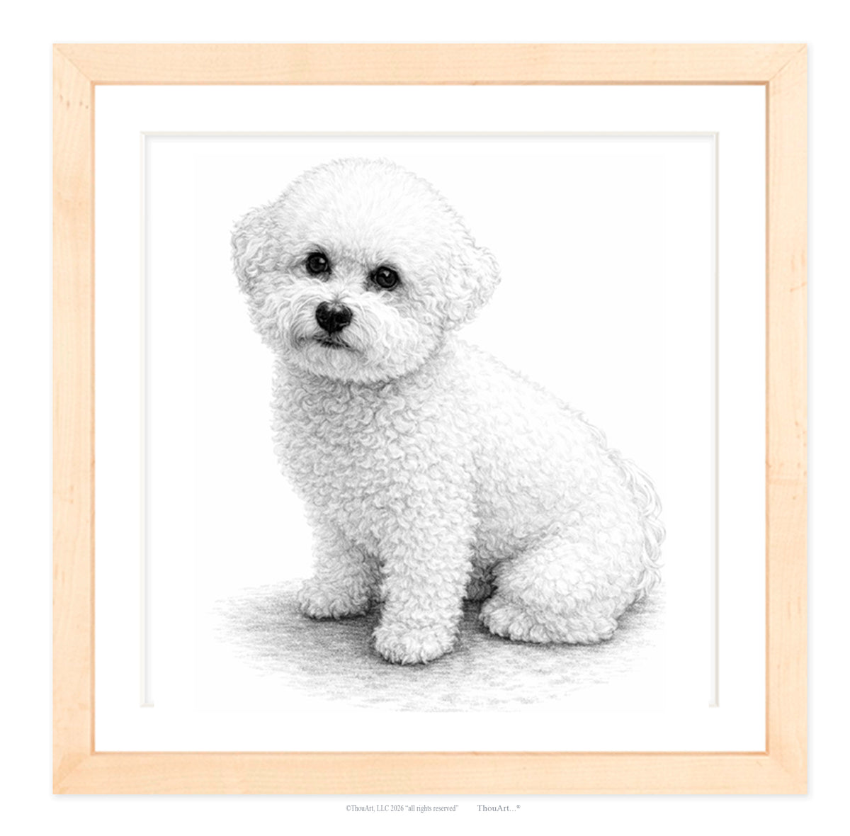 Bichon Frise
