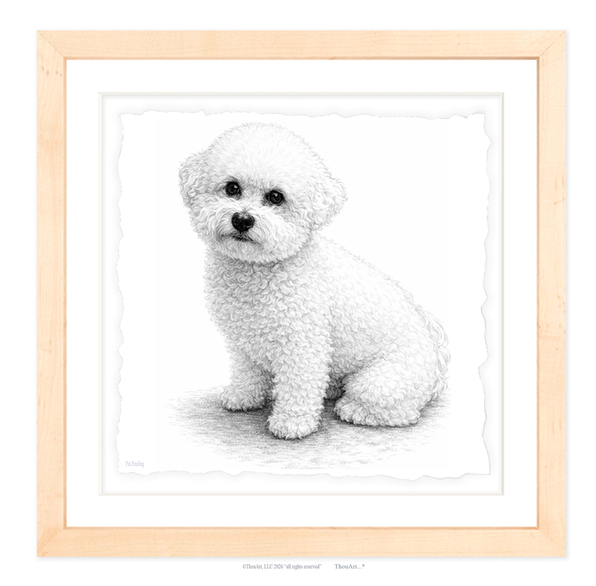 Bichon Frise