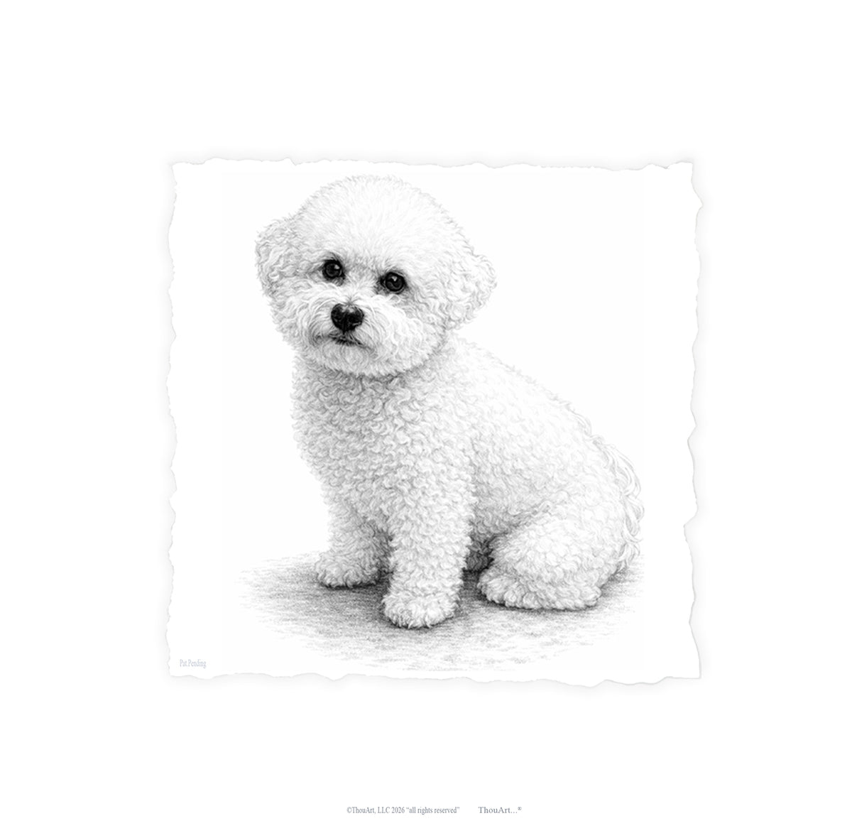 Bichon Frise
