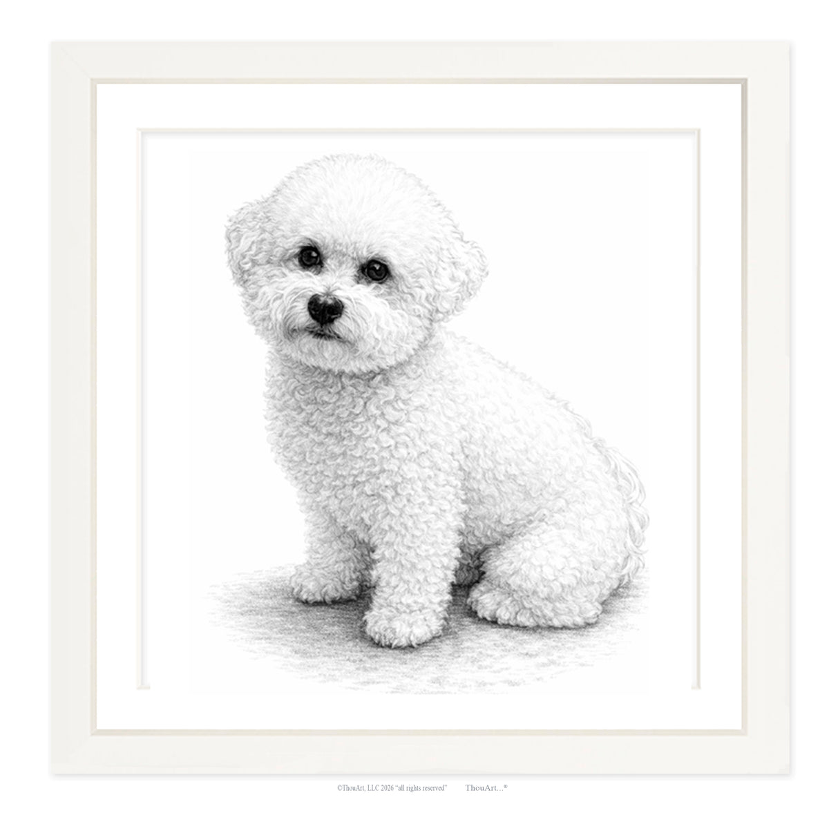 Bichon Frise
