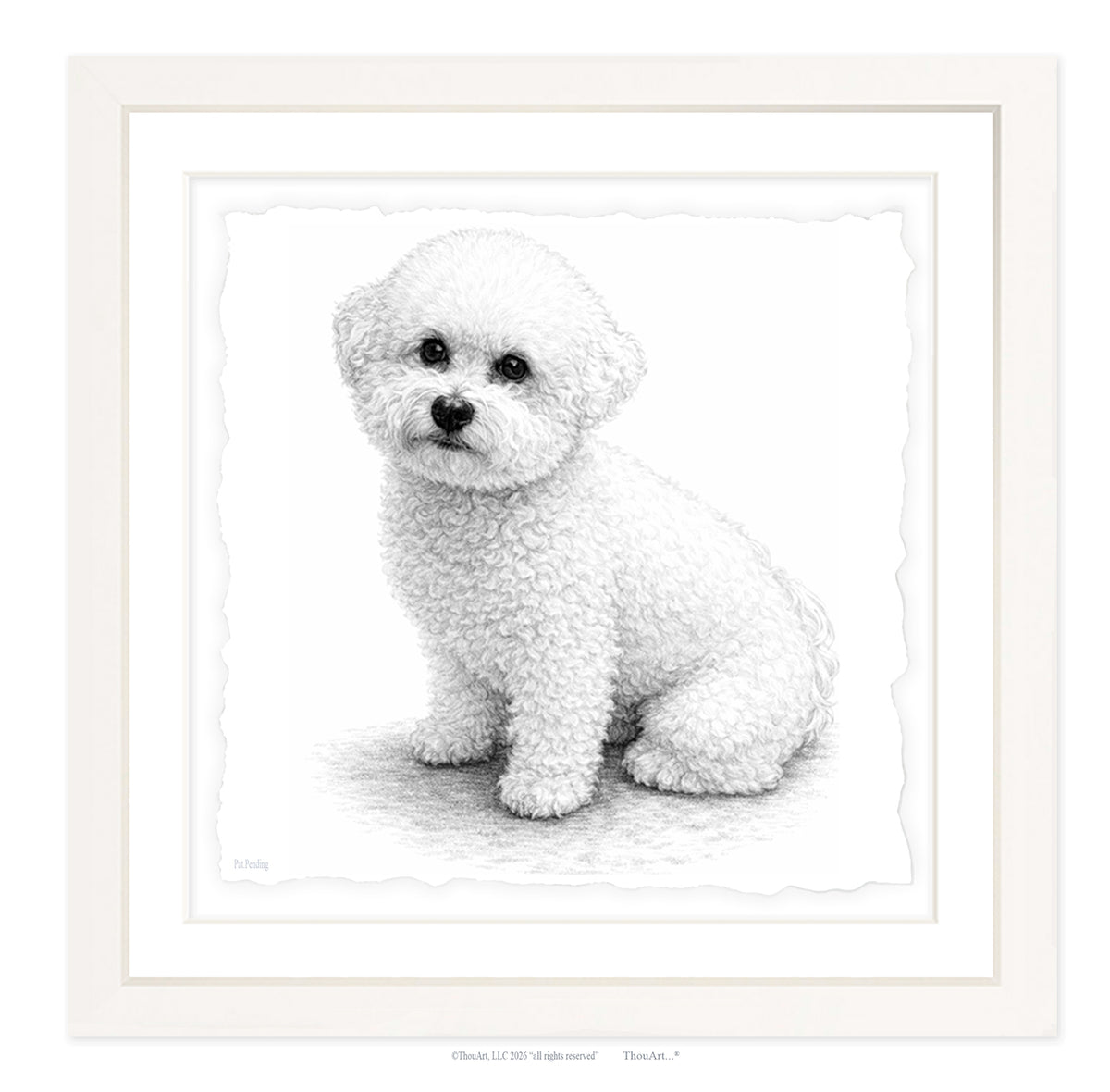 Bichon Frise