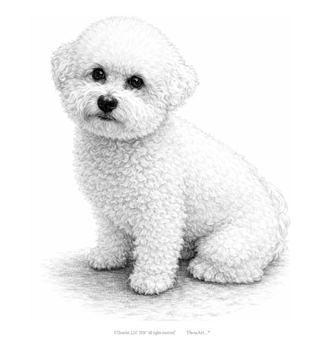 Bichon Frise