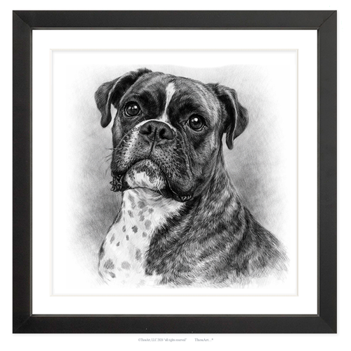 Boxer
