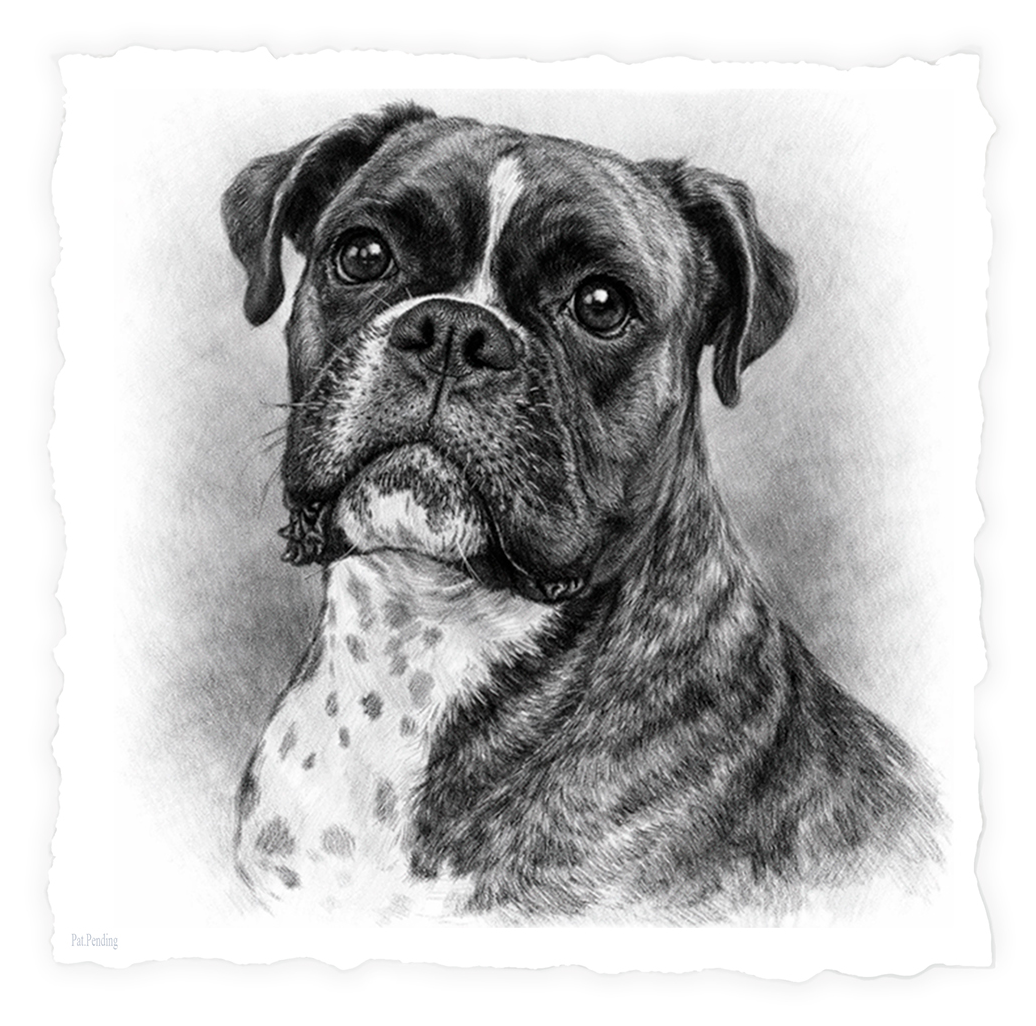 Boxer