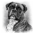 Boxer