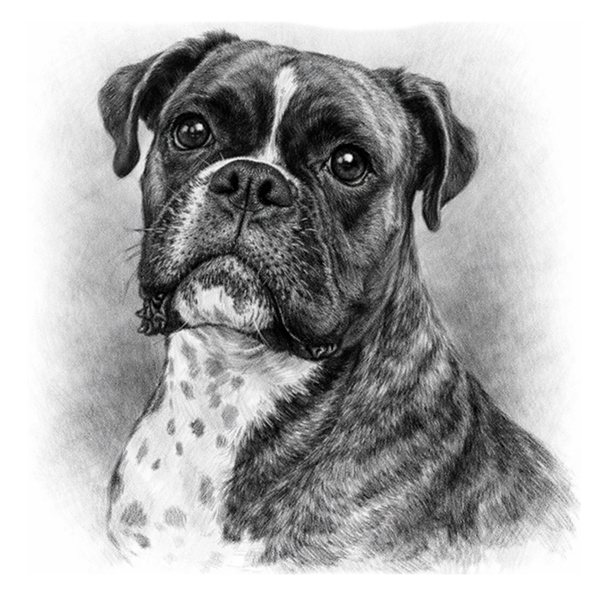Boxer