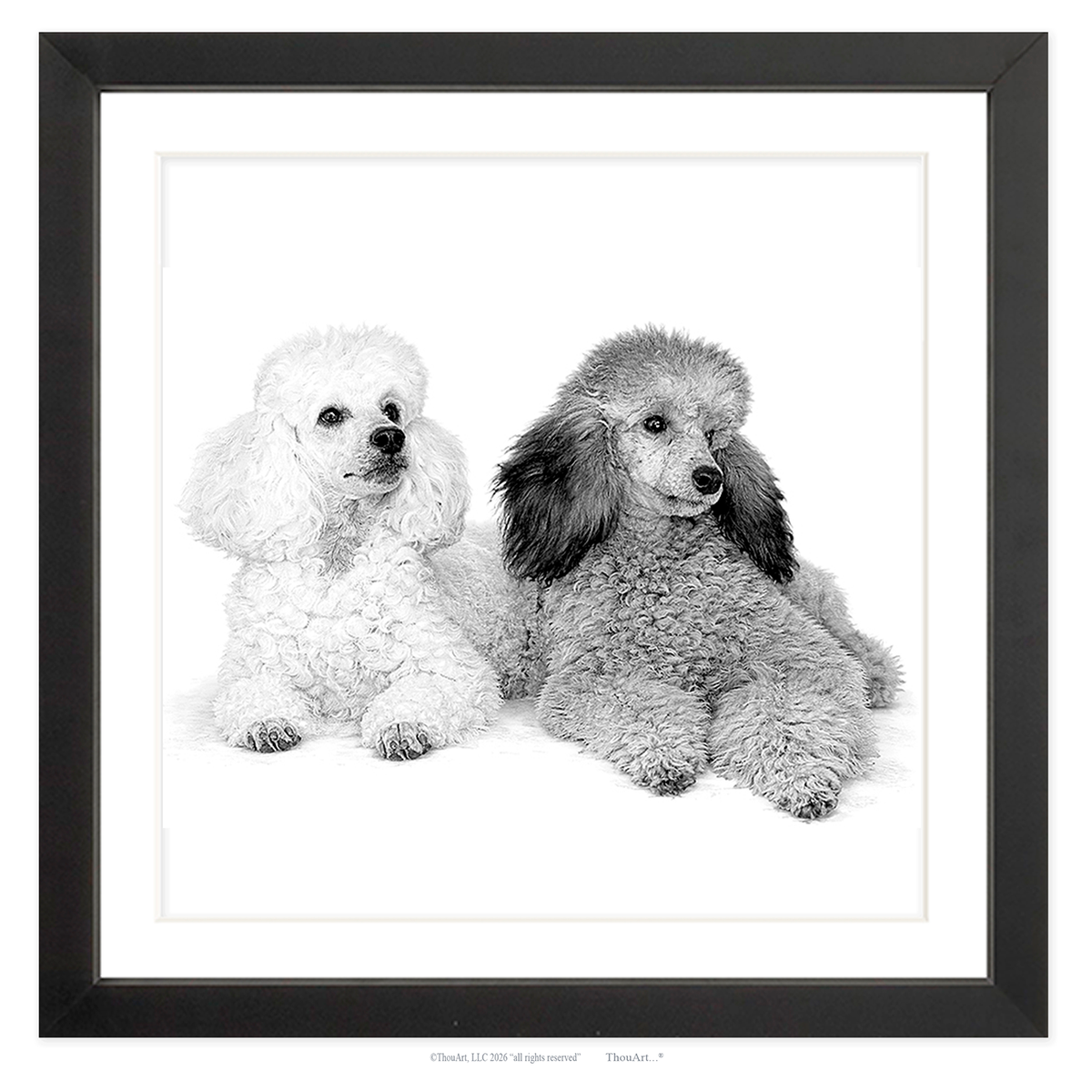 Poodles