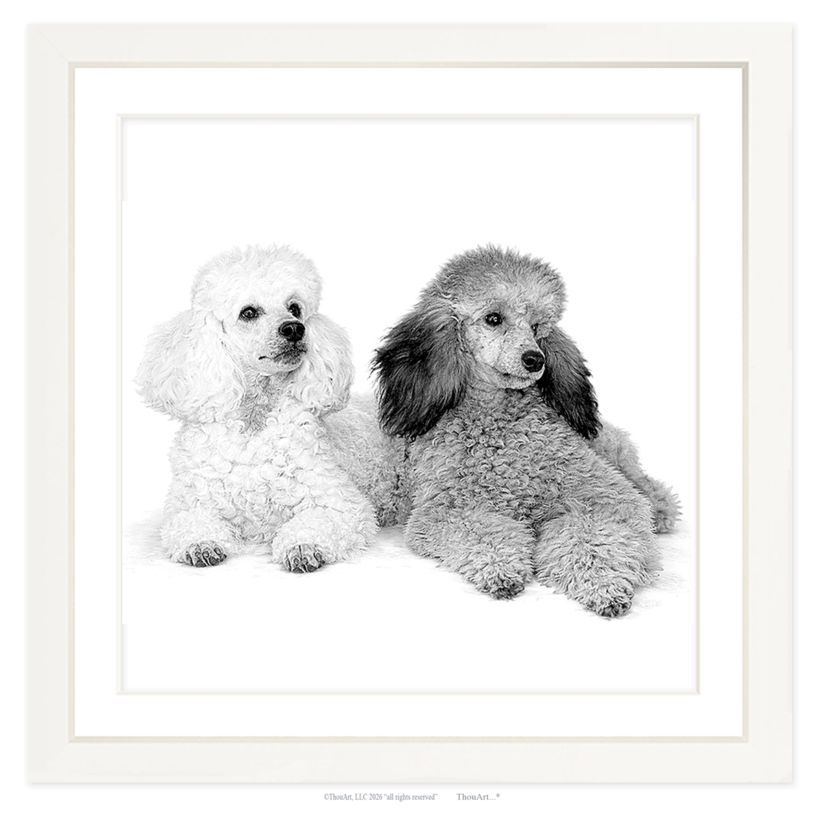 Poodles