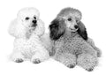 Poodles