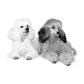Additional Pet – Portrait Add-On