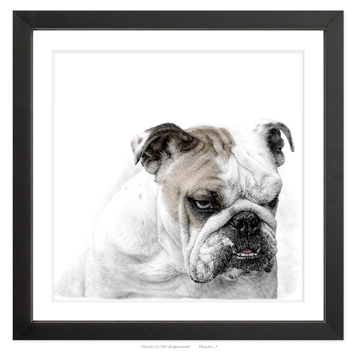English Bulldog