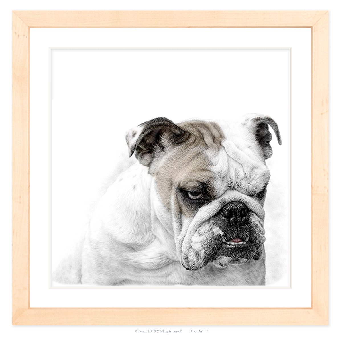 English Bulldog