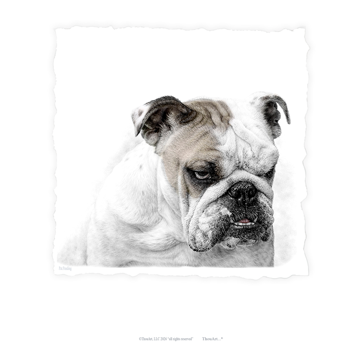 English Bulldog