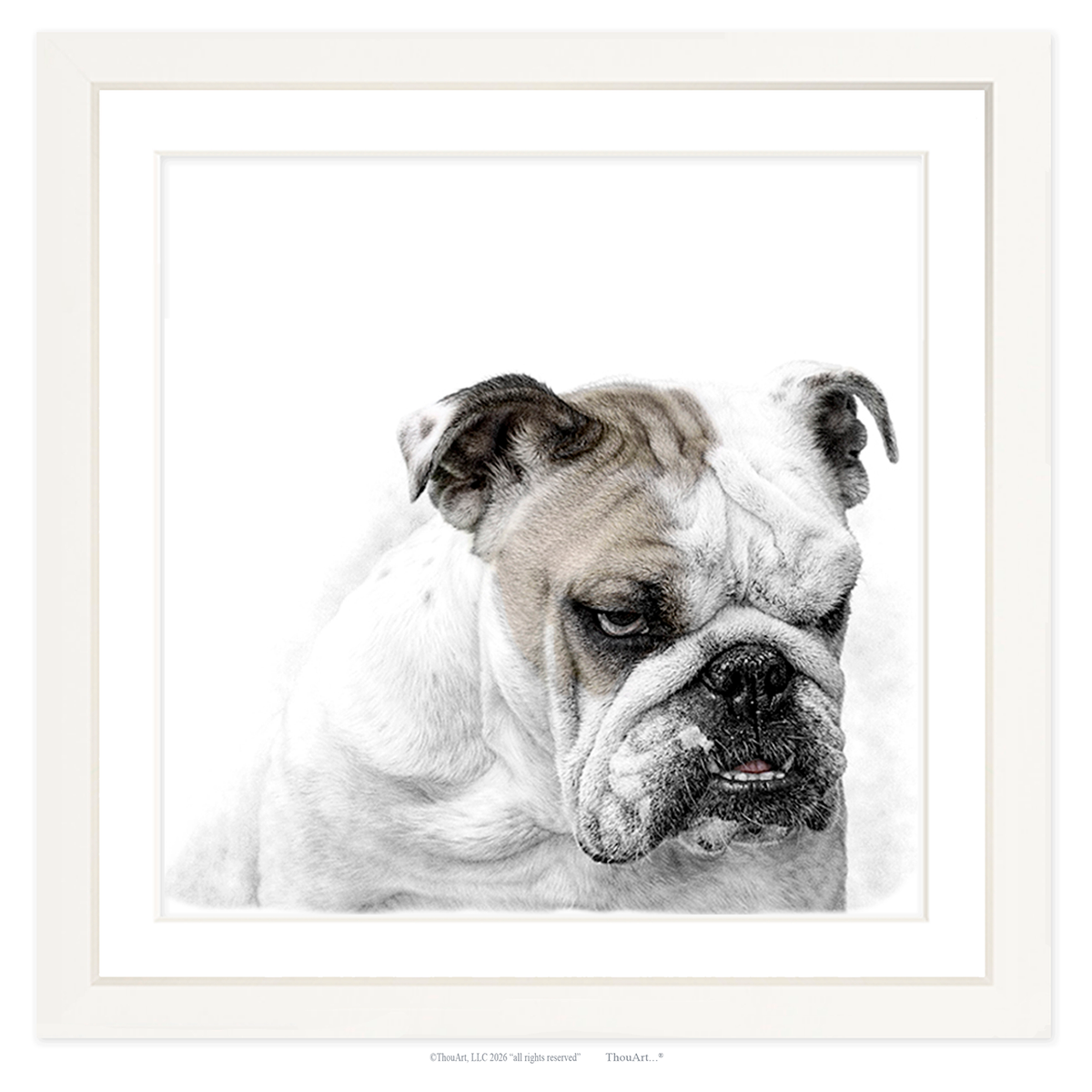 English Bulldog