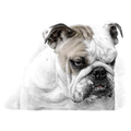 English Bulldog