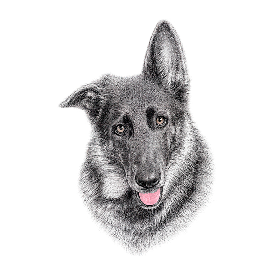 German Shepherd