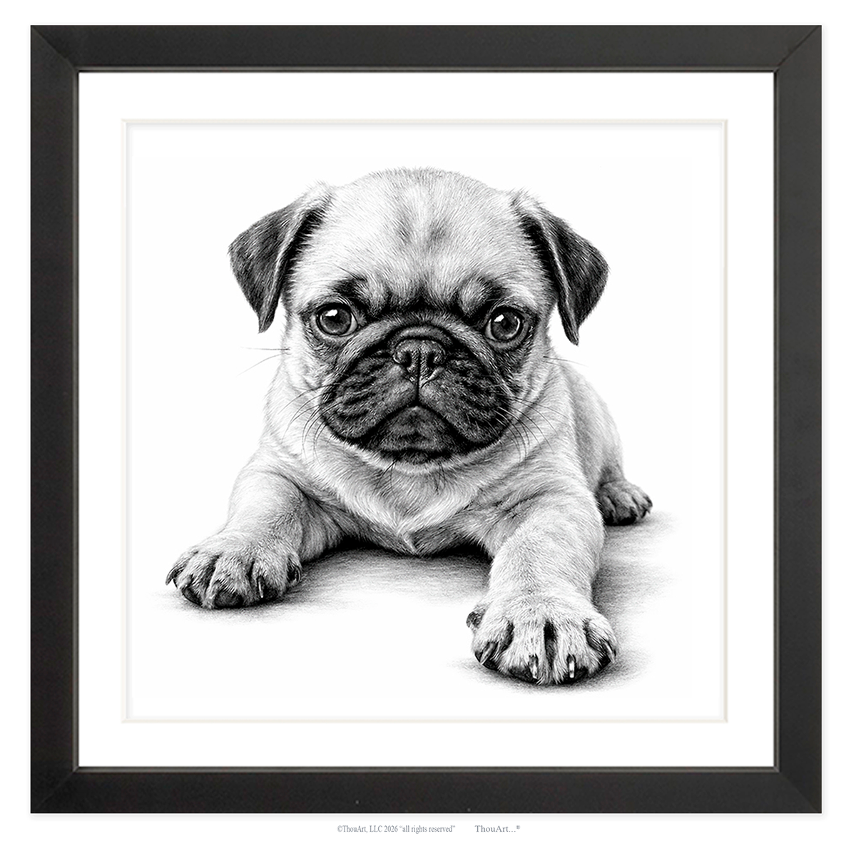 PUG Puppy