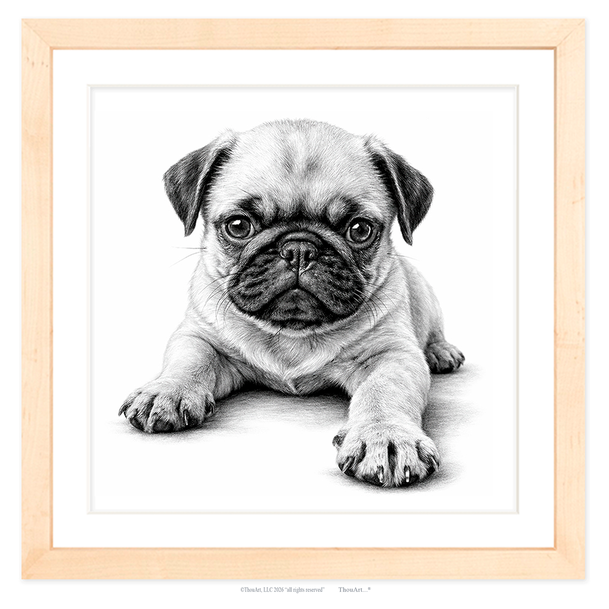 PUG Puppy