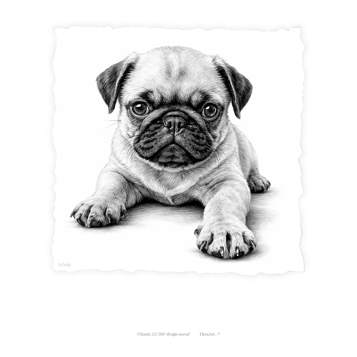 PUG Puppy