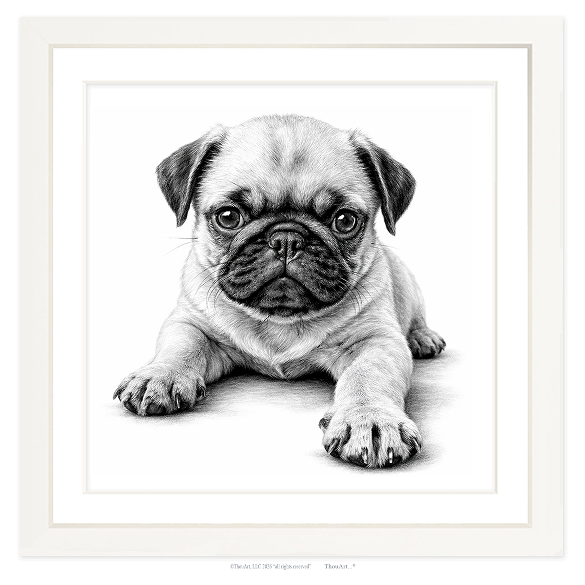 PUG Puppy