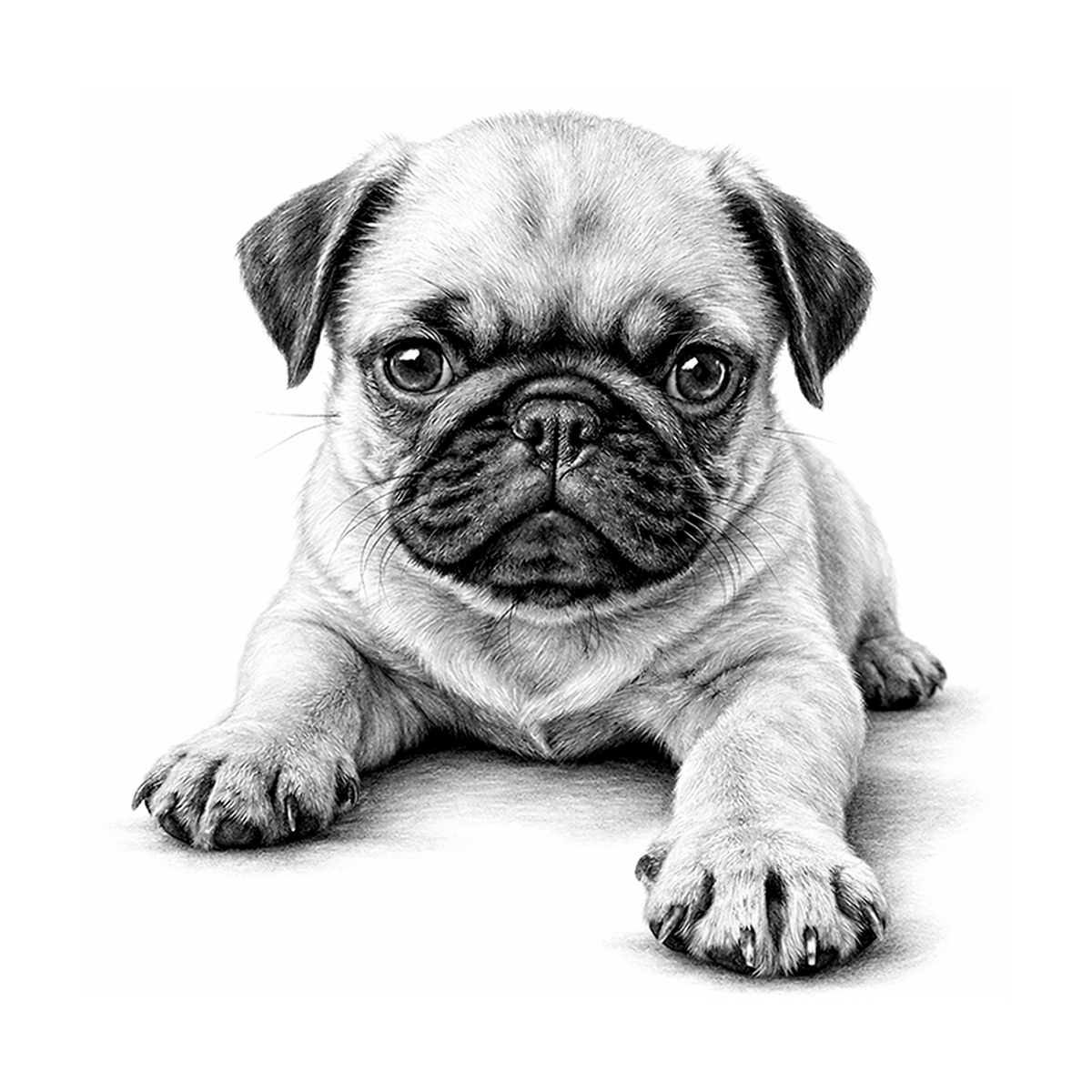 PUG Puppy