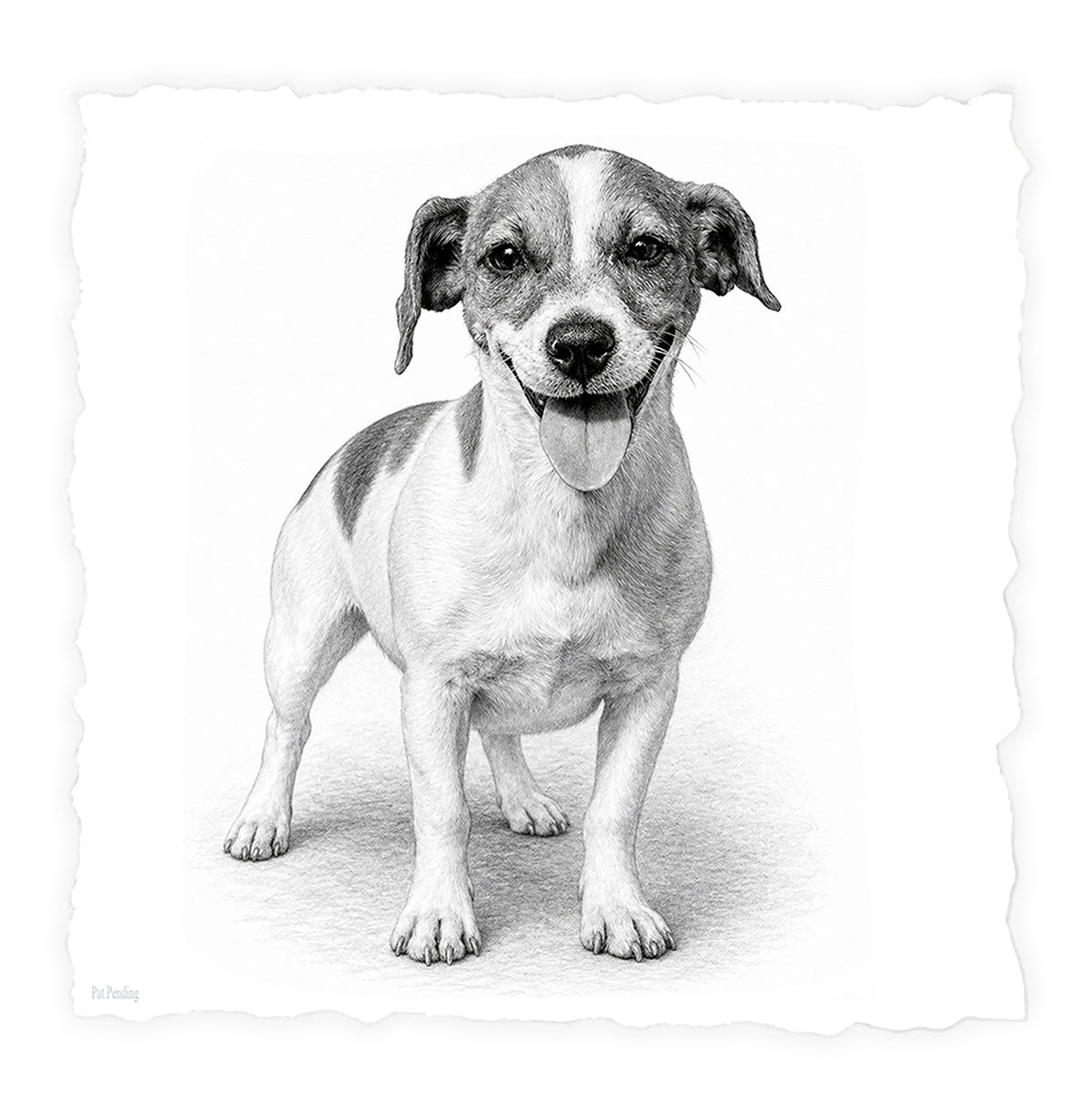 Jack Russell Terrier