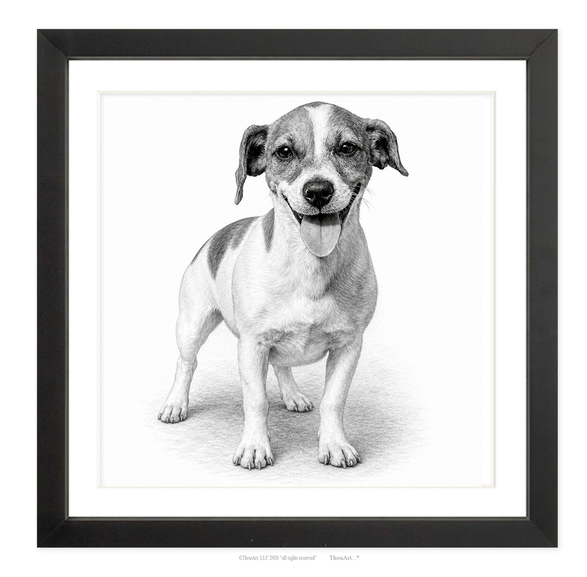 Jack Russell Terrier