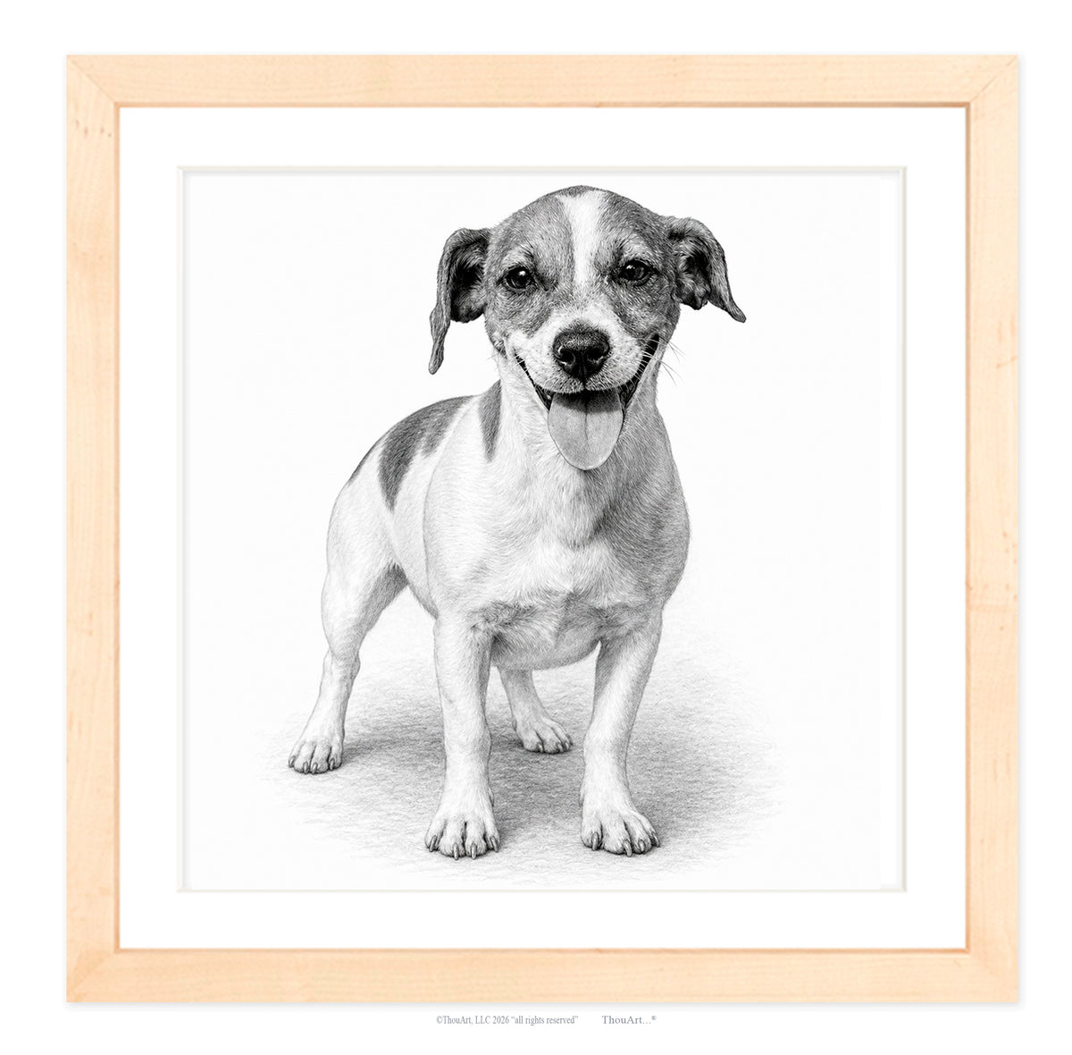 Jack Russell Terrier