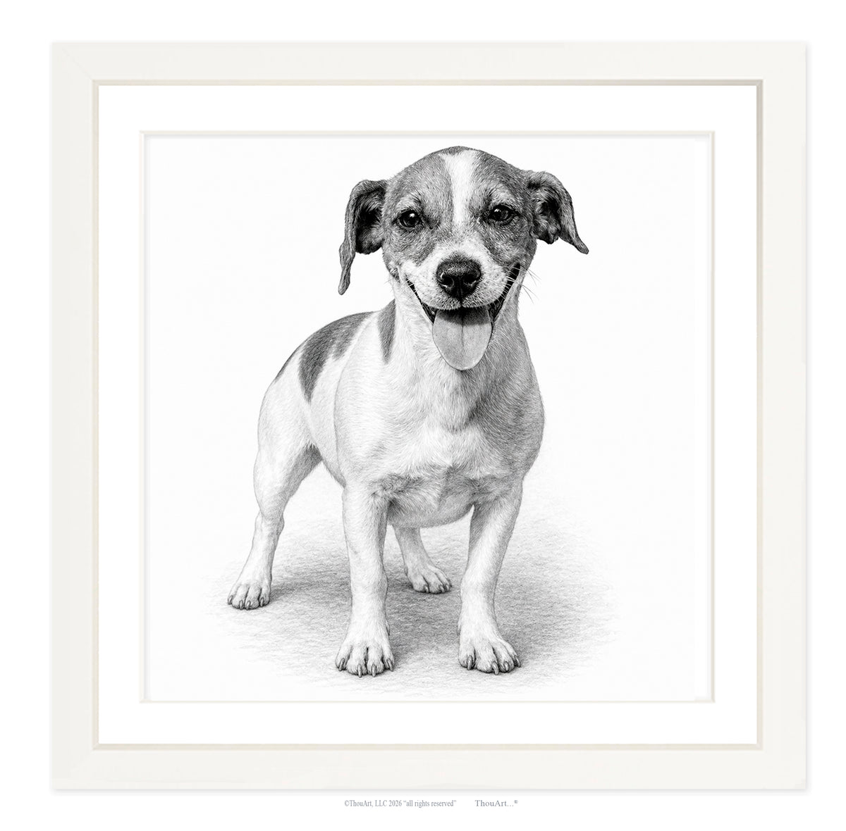 Jack Russell Terrier