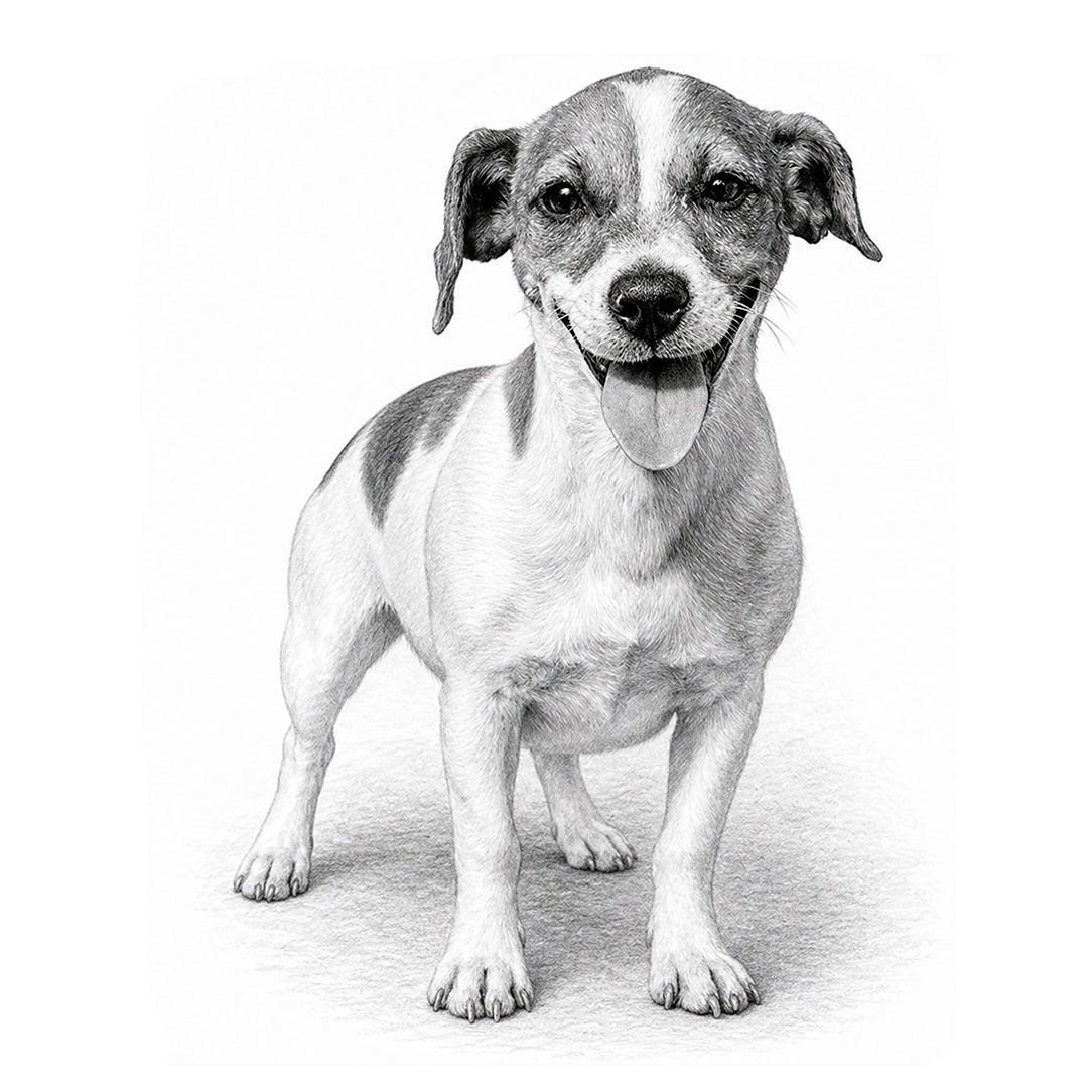 Jack Russell Terrier