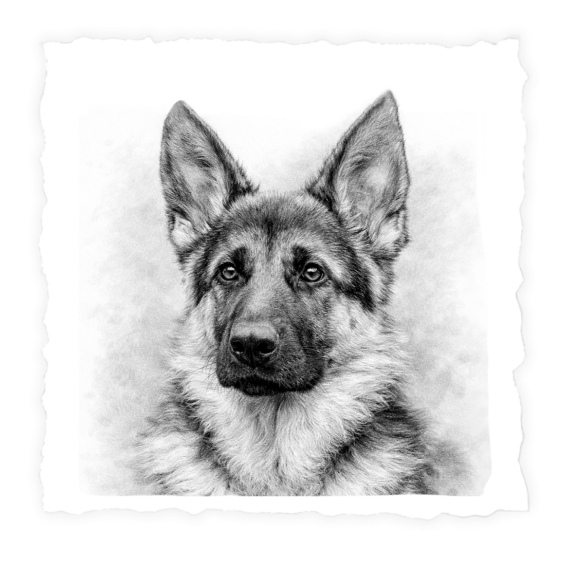 German Shepherd #2