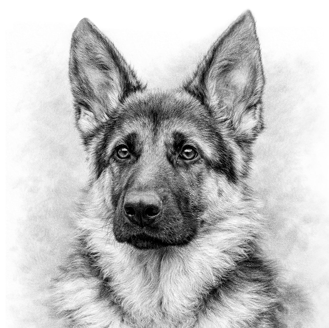 German Shepherd #2