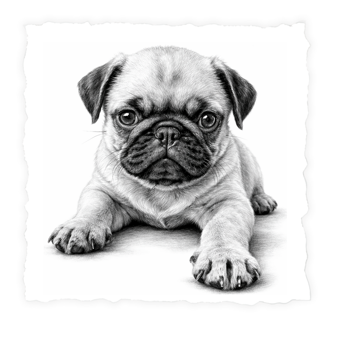 PUG Puppy